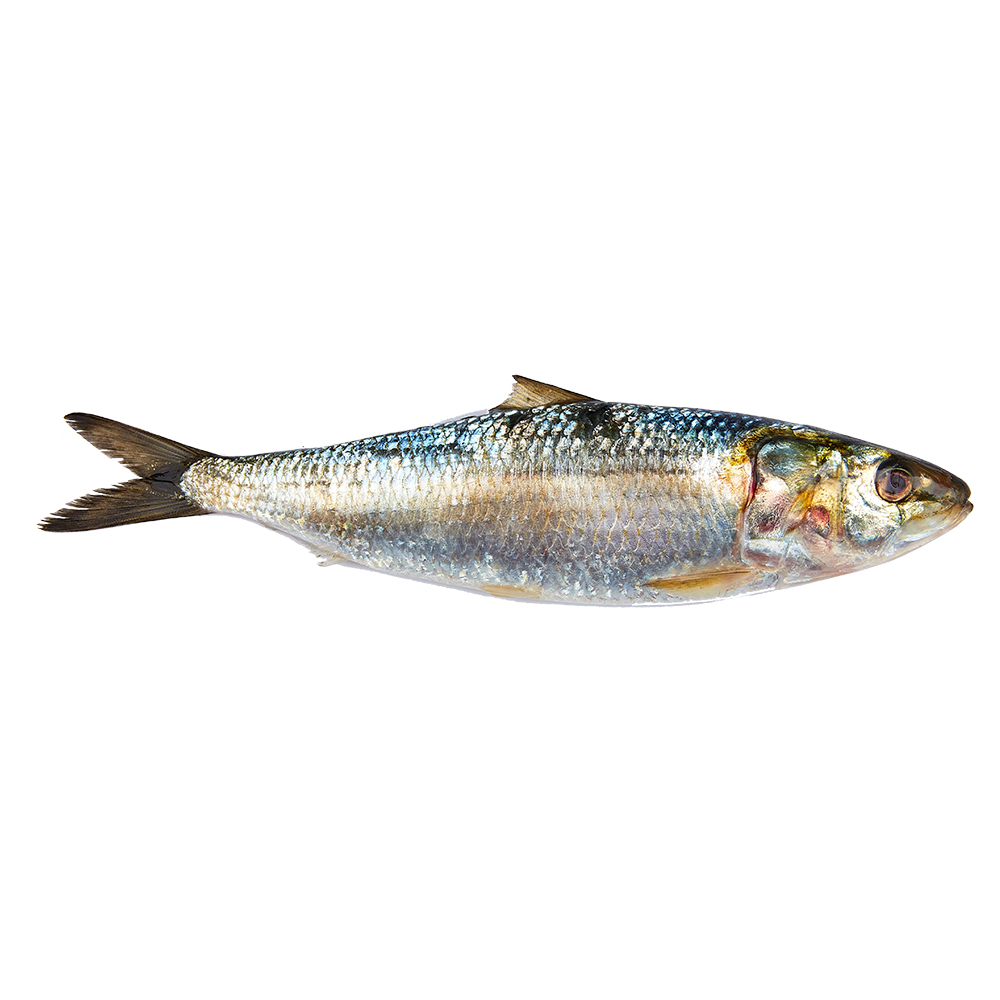Sardine Delmon Fish