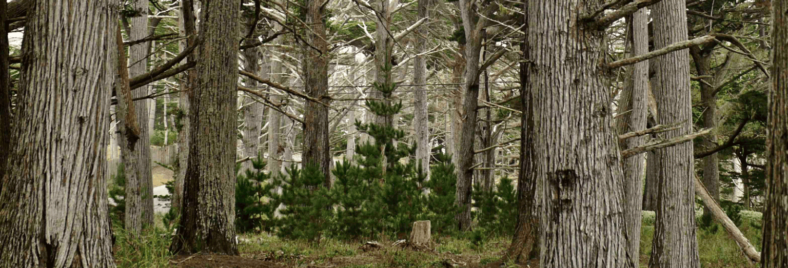 Our Projects Del Monte Forest Conservancy