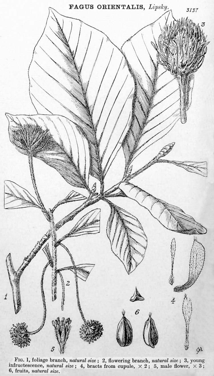 Angiosperm families Fagaceae Dum.