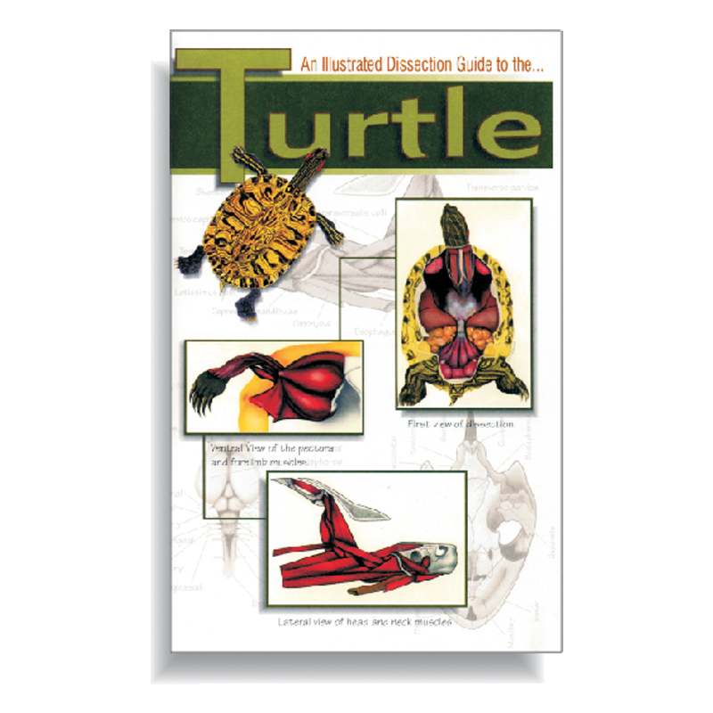 Dissection Guide Turtle