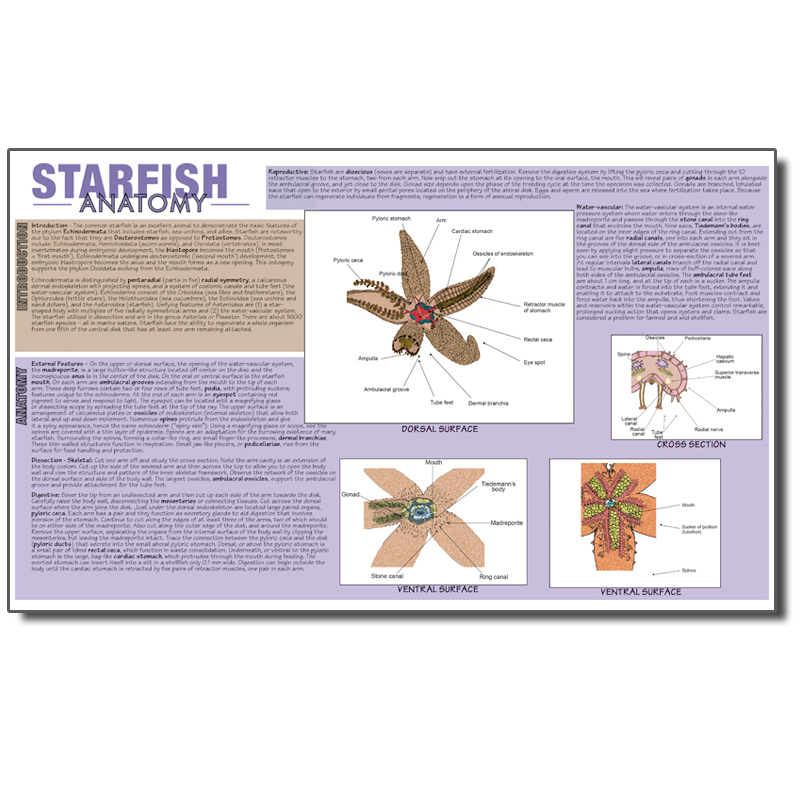 Dissection Mat Starfish