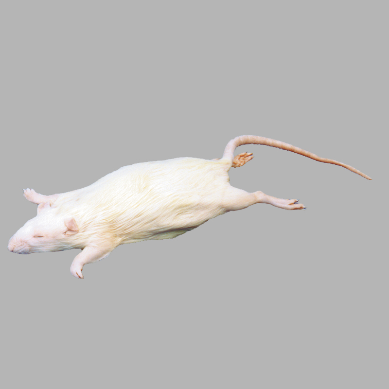 Rats Formalin