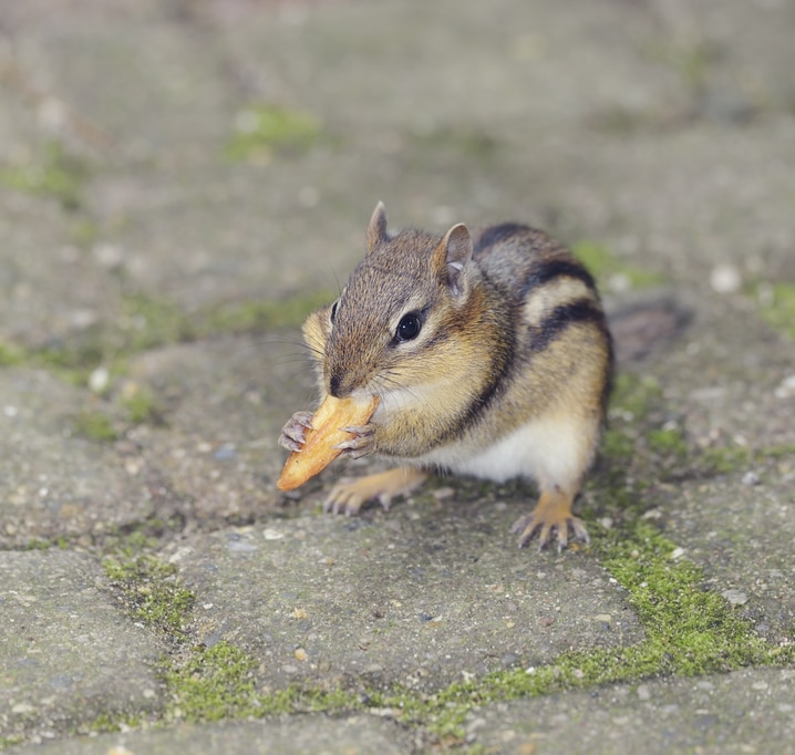 How to Prevent Chipmunks from Taking Over your Outdoor Space - Delving