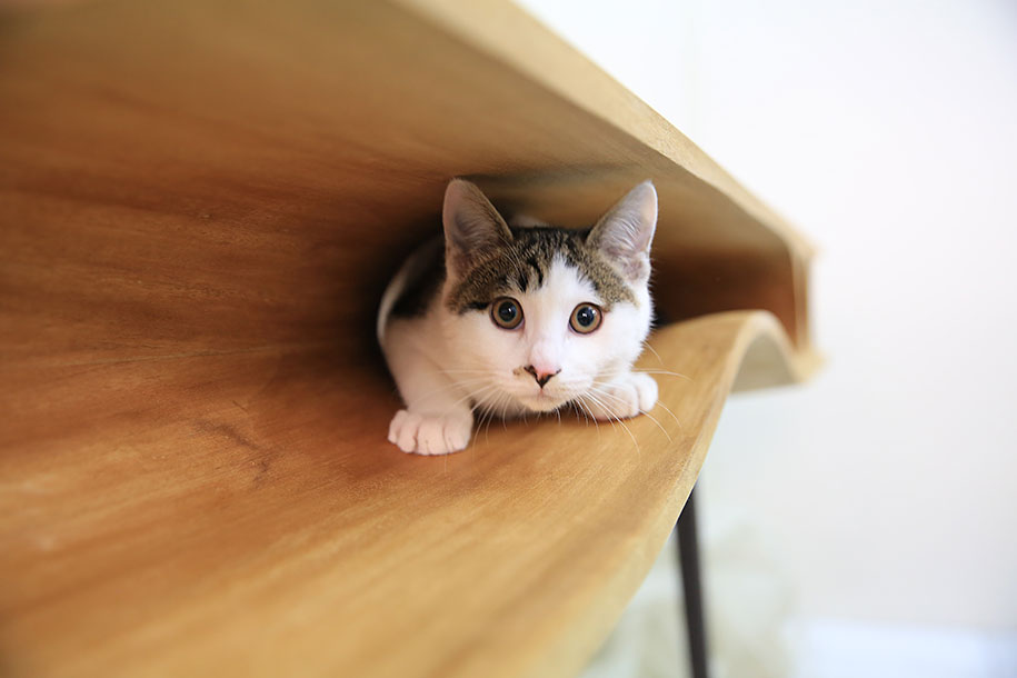 CATable Shared Table Lets Cats Have All The Fun While Their Humans