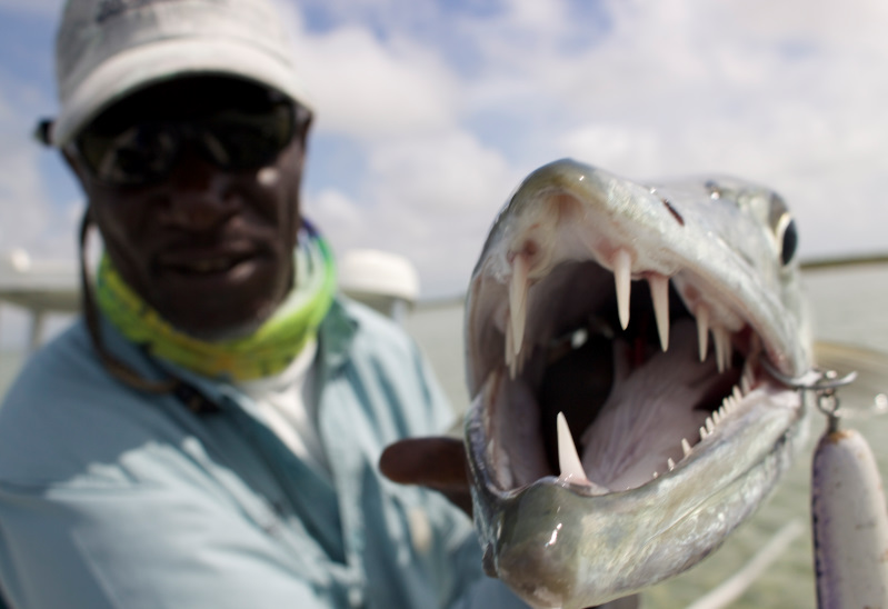 Barracuda Teeth A Photo of a Barracuda Caught at Andros South Barracuda Teeth A Photo of a Barracuda Caught at Andros South