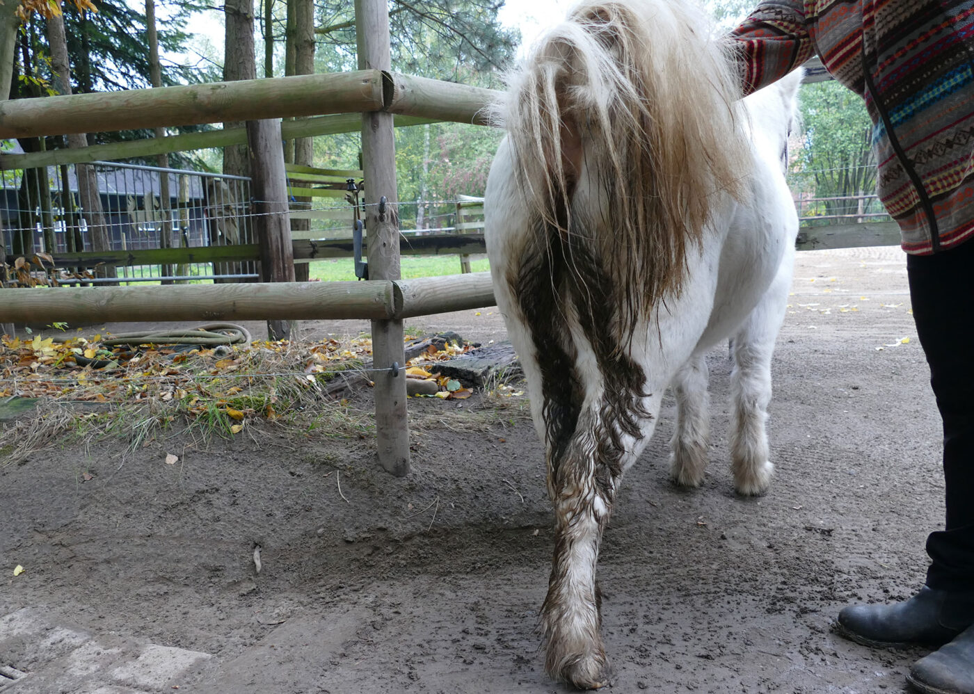 Equine Faecal Water Syndrome Dengie Horse Feeds