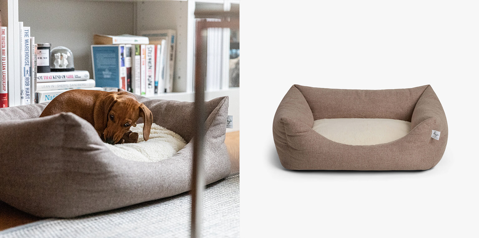 5 Common Dog Sleeping Positions And Their Meanings Denjo Dogs