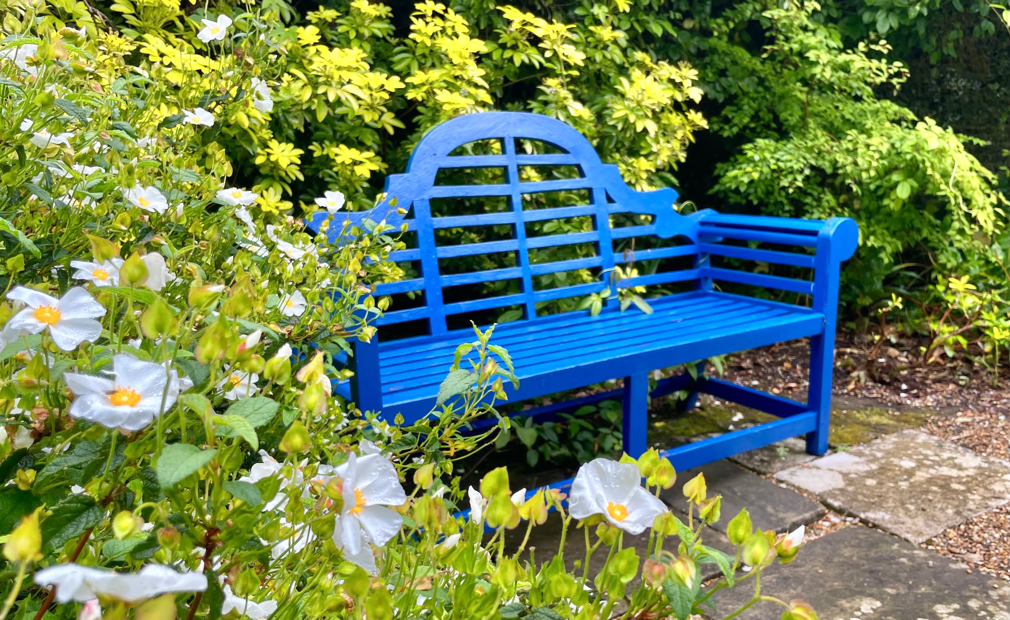 June PlantoftheMonth Rockrose (Cistus corbariensis) DENMANS GARDEN