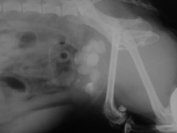 Soft Tissue and ChemotherapyDenmark Vet Hospital & Paws Surgery Services