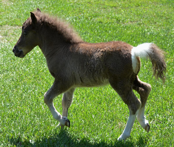 miniature horses for sale page 466