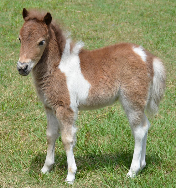 miniature horses for sale page 464