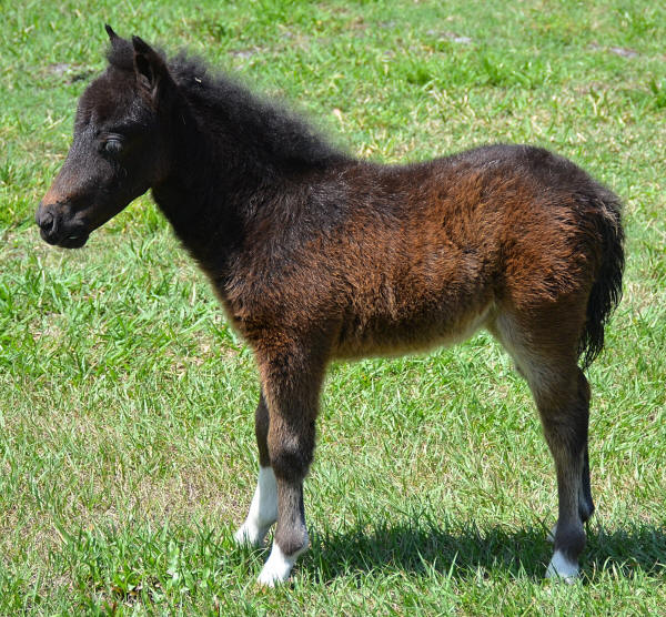 miniature horses for sale page 465