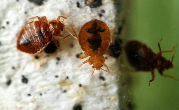 Trained dogs sniff out bed bugs in Colorado The Denver Post