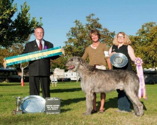 Irish wolfhound from Colorado Springs basks in best of breed honors in Westminster dog show