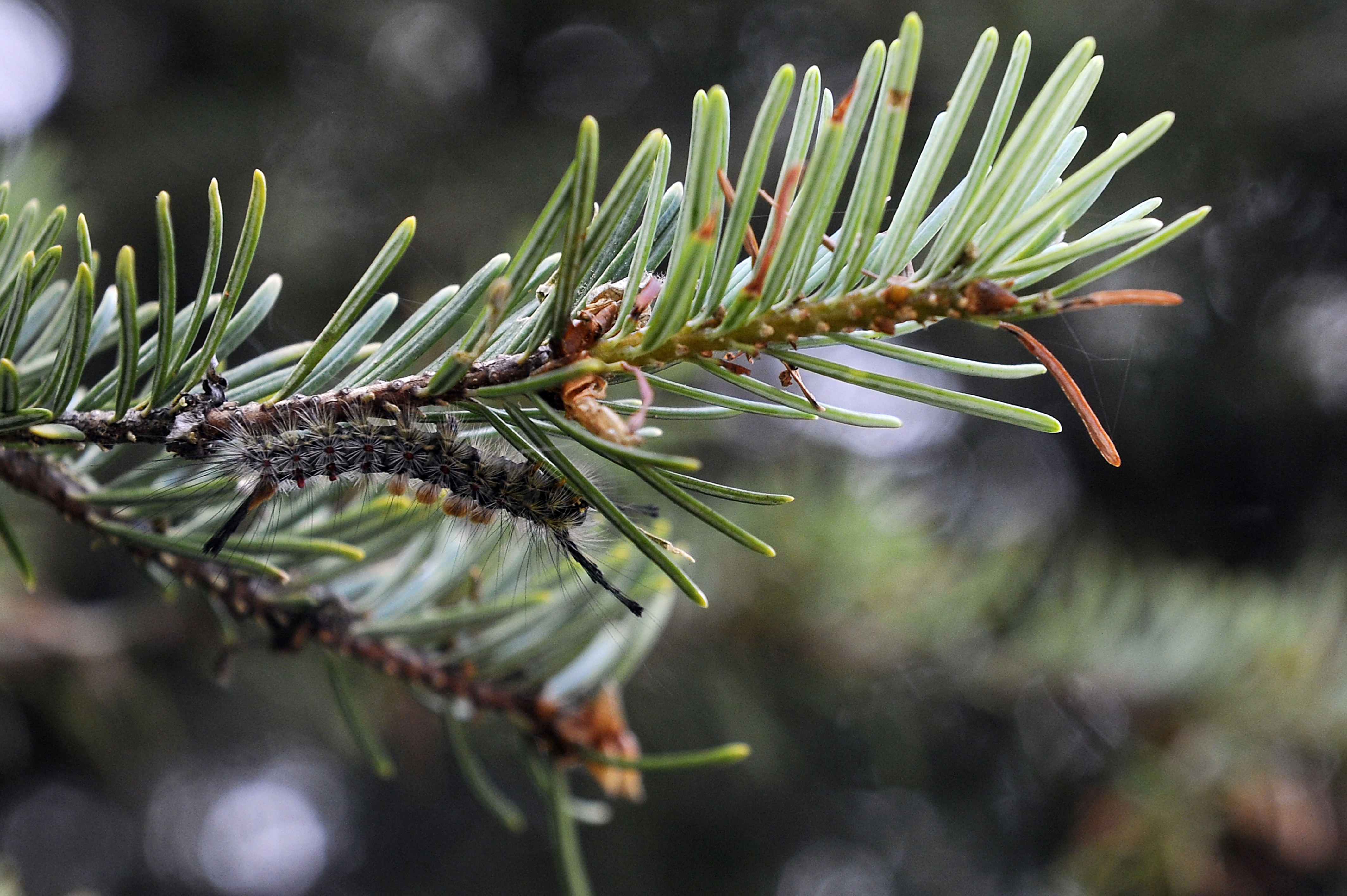 Bugs That Kill Evergreen Trees Food Ideas