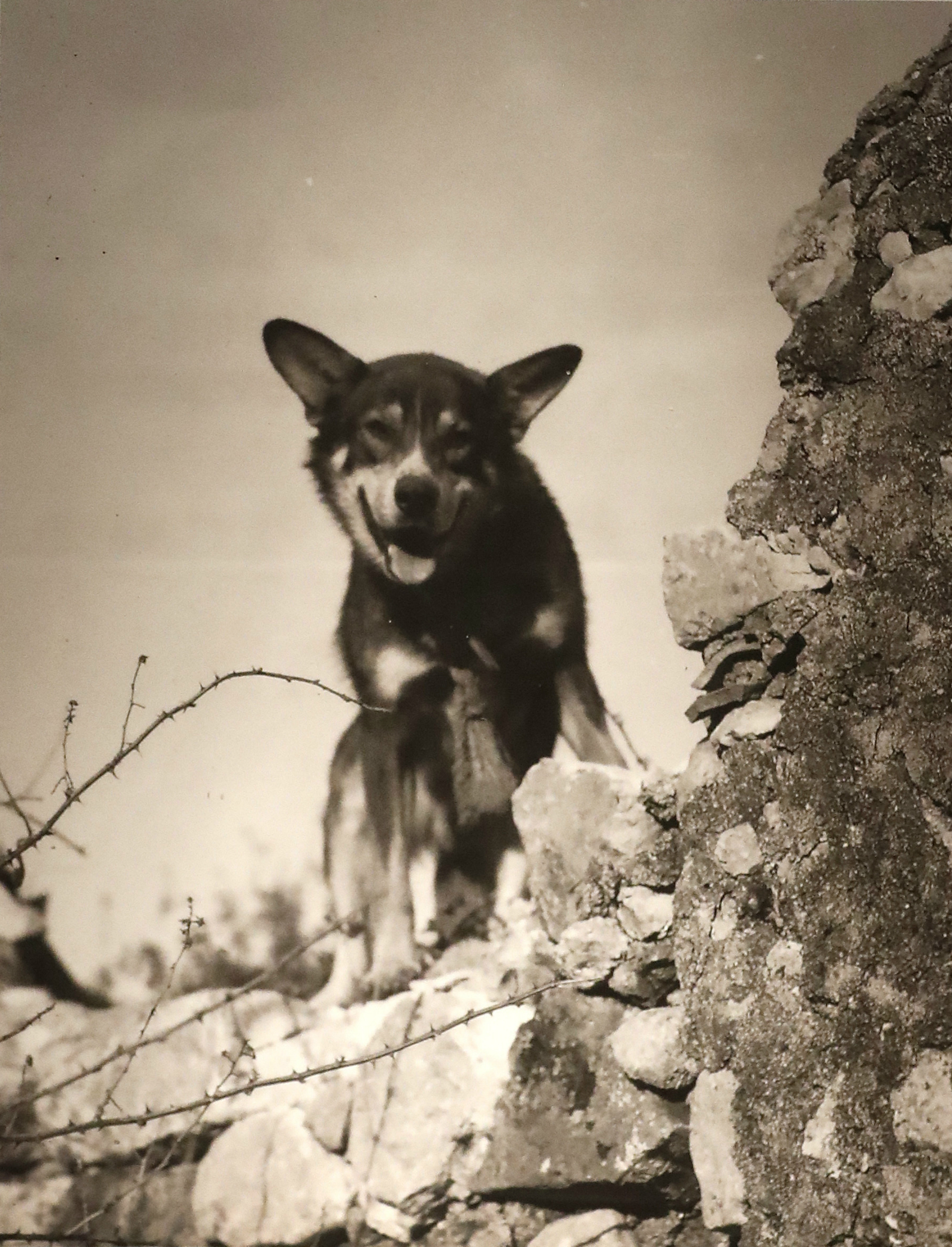 U.S. Army hero dog during World War II receives posthumous