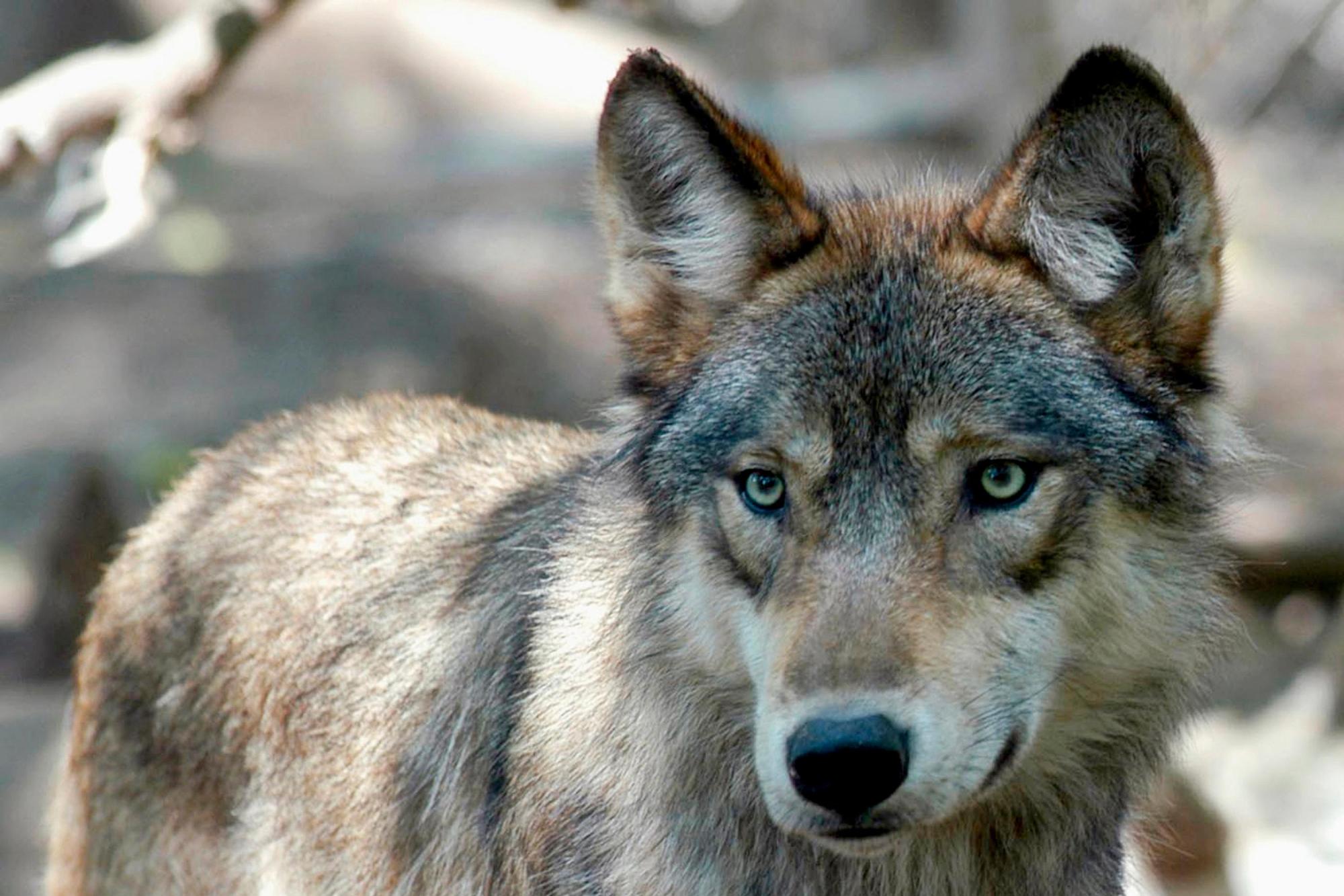 List Of Endangered Species 2023 Gray Wolves Back On The Federal Endangered Species List, Judge Rules