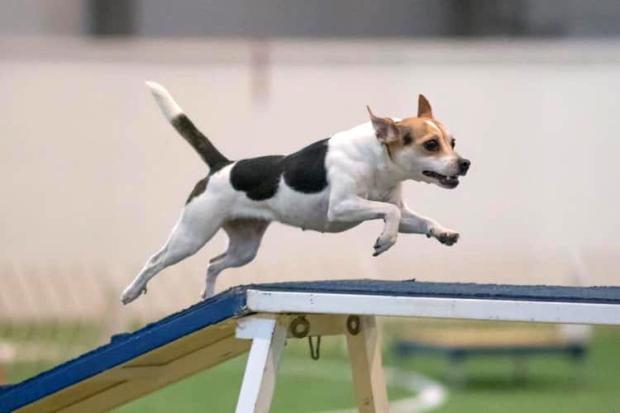 Westminster Dog Show Agility 2023 You Might Spot Some Colorado Pups Competing At The Westminster Kennel Club Dog Show – The Denver Post