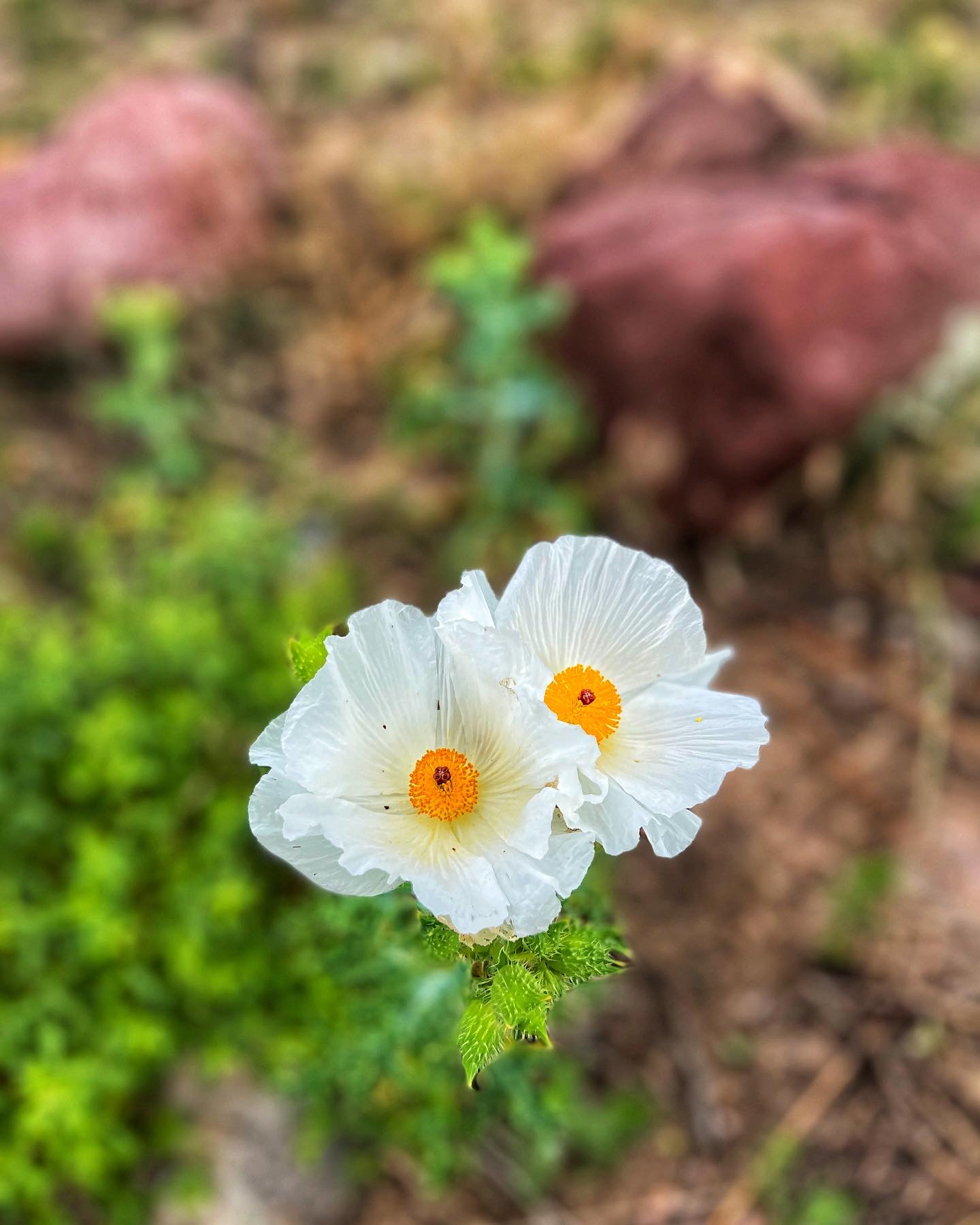Best wildflower hikes in Colorado 2022 From Boulder to the Sangre de