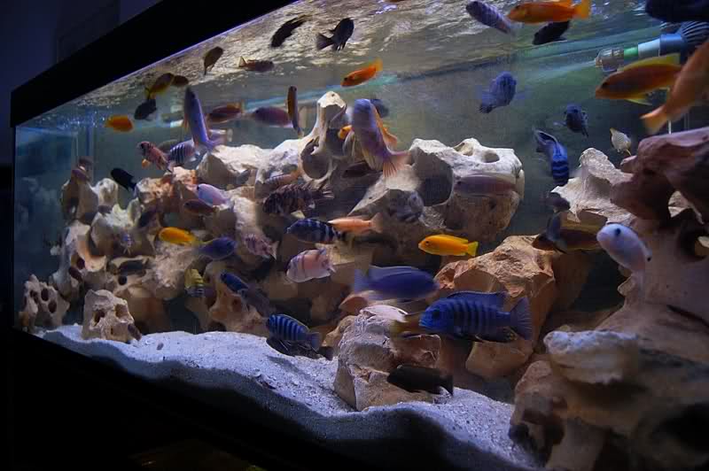Decorating the Aquarium with Limestone De peces