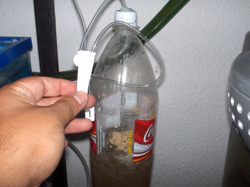 Homemade CO2 for Aquariums Of fishes
