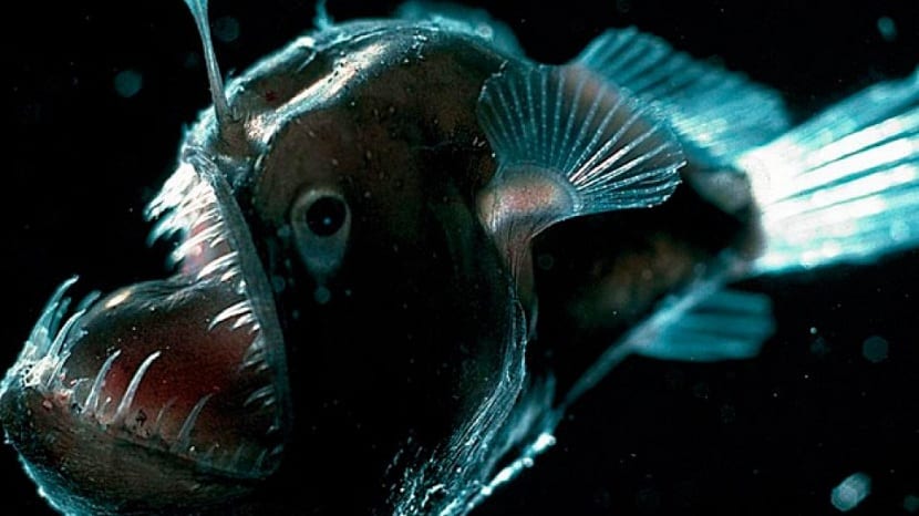 De peces on Flipboard by Miguel Gaton