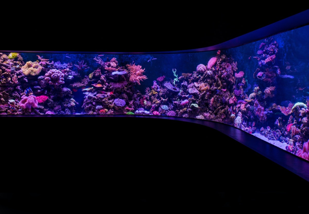 The best silicones for aquariums comparison and guide Fishkeepingsecrets