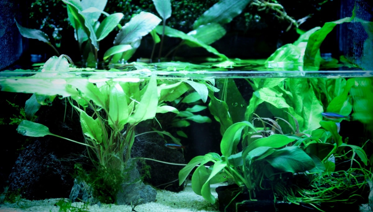 CO2 for aquariums, what is it for and why is it necessary? De peces