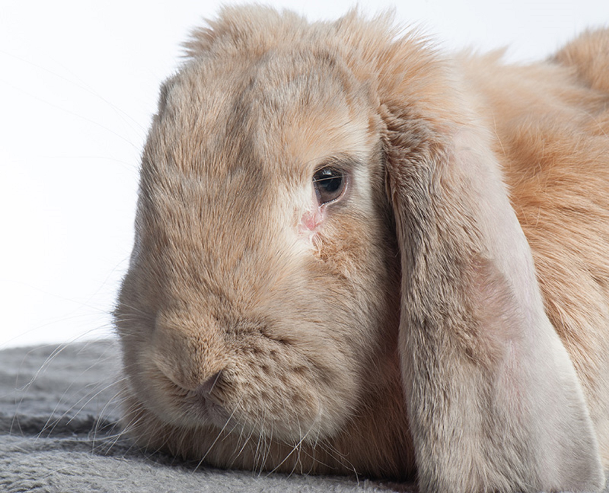 Lapins à oreilles tombantes plus de problèmes dentaires