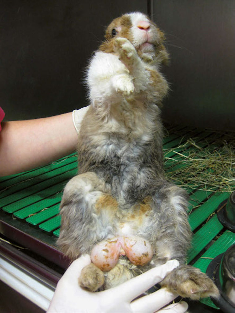 La vaccination du lapin de compagnie