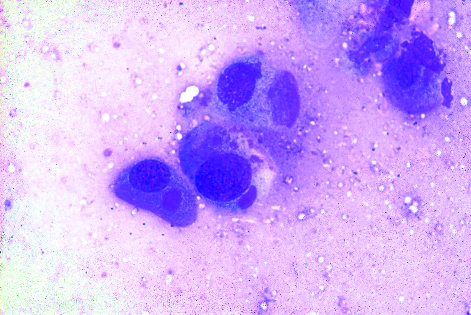 Maladie de Carré un vieil ennemi au diagnostic délicat