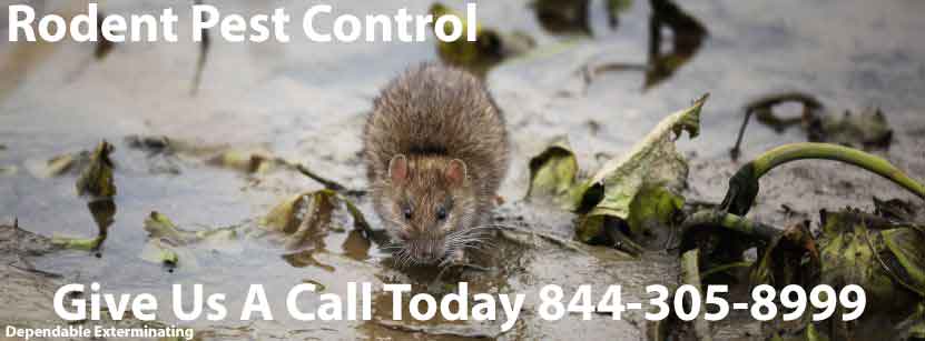 Rodent Exterminator Rodent Removal Rodent Exterminators