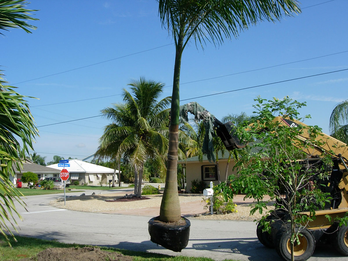 Palm Tree Removal Costs Real Prices & How to Save!