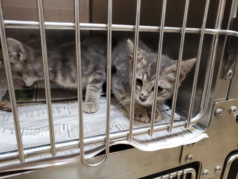 Uncover The 10 Best Cat Adoption Shelter in Fort Worth TX