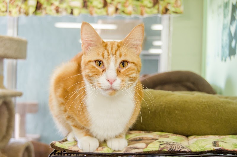 TOP 10 Best Cat Adoption Agency near Myrtle Beach SC