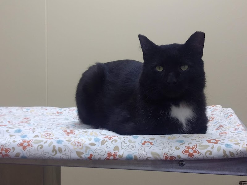 TOP 9 Best Cat Adoption Agency near Flint MI