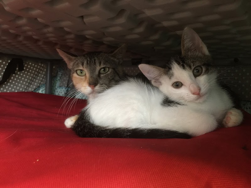 TOP 10 Best Cat Adoption Agency near Houston TX