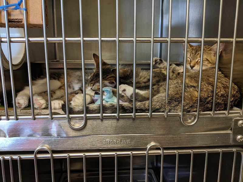 TOP 10 Best Cat Adoption Agency near Myrtle Beach SC