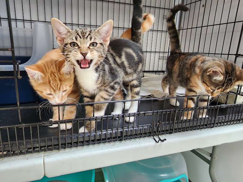 Explore 10 Biggest Cat Adoption Center in Arlington VA