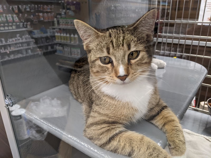 Explore 8 Biggest Cat Adoption Center in Charleston SC