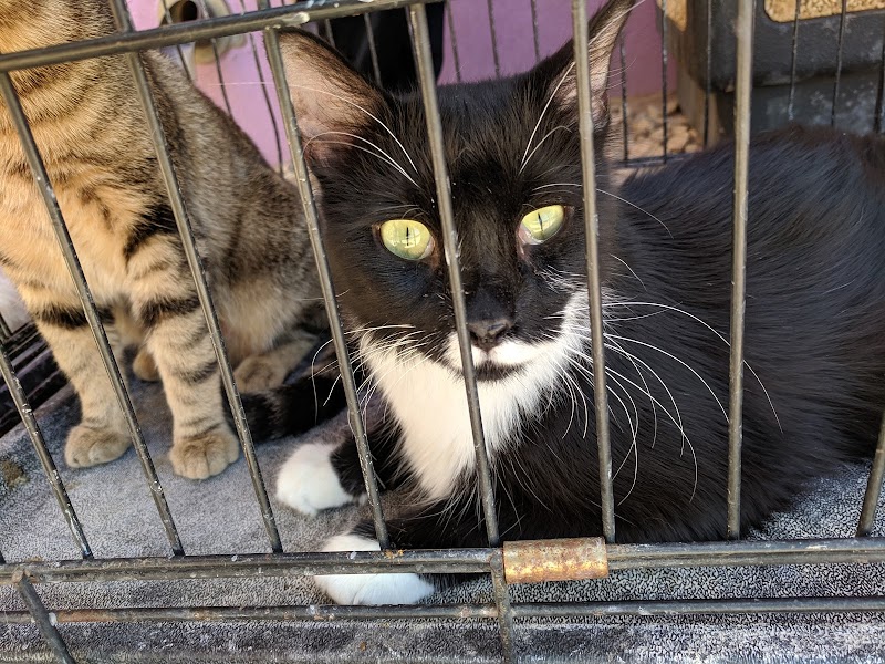 Discover the Most Popular 10 Cat Adoption Centers in El Paso TX