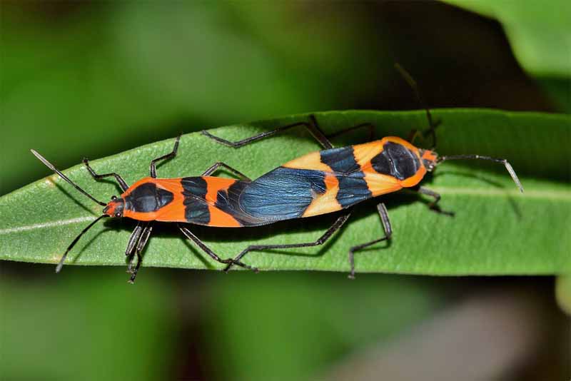 Top 10 Weirdest Insects in the World Depth World