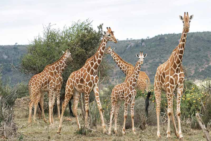 Top 10 Animals with Longest Gestation Period Depth World