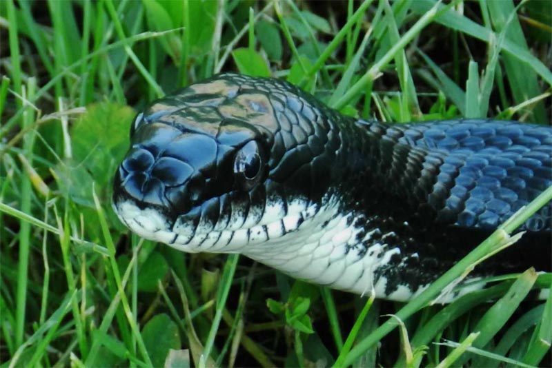 10 NonVenomous Snakes Depth World