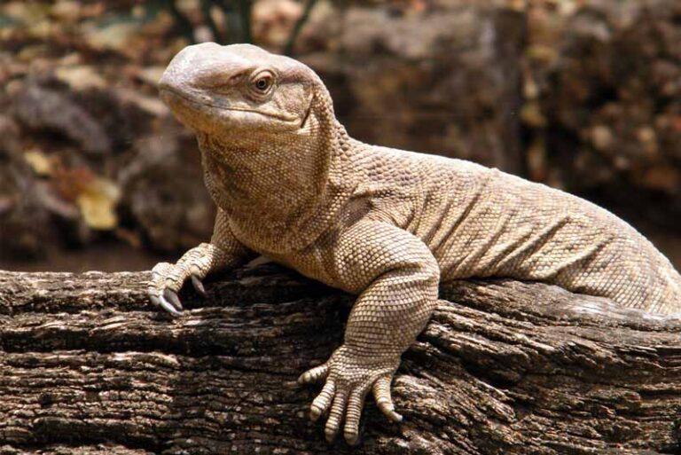 10 largest lizards living in the world Depth World