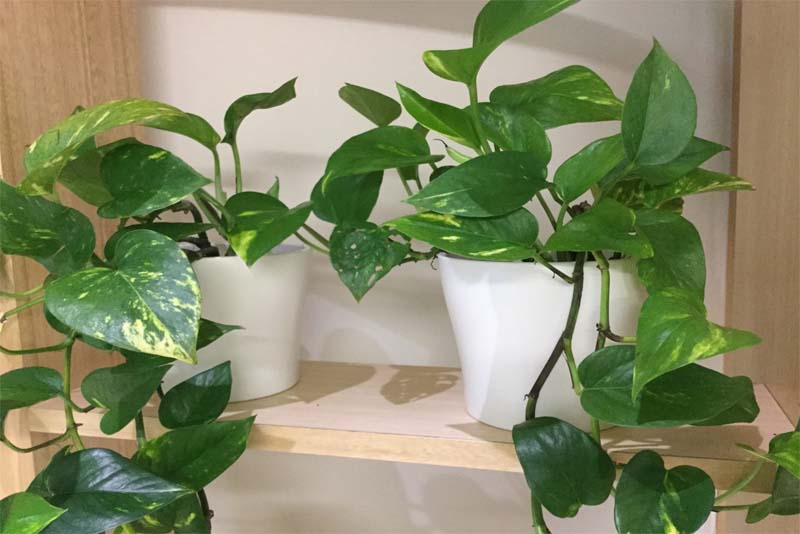 15 Plants that are Poisonous to Animals Depth World