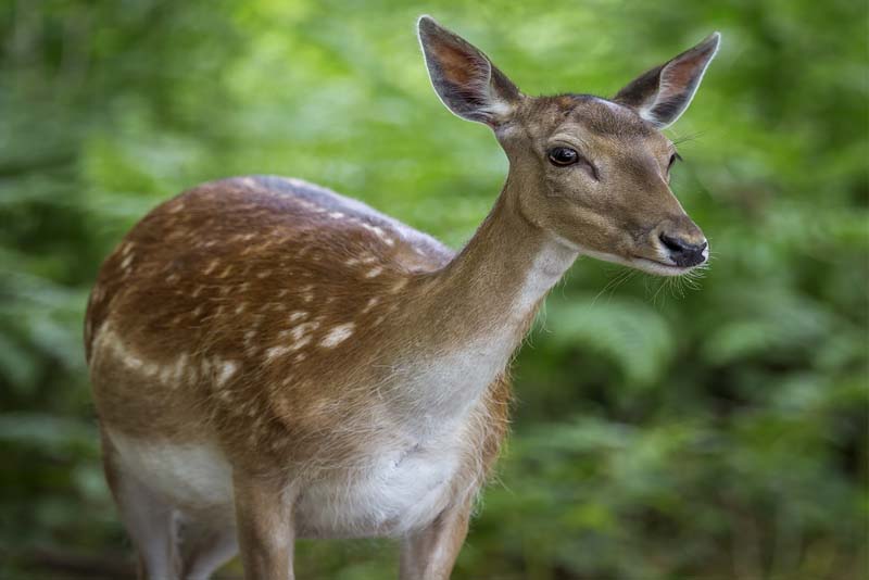 10 most beautiful female animals around the world Depth World