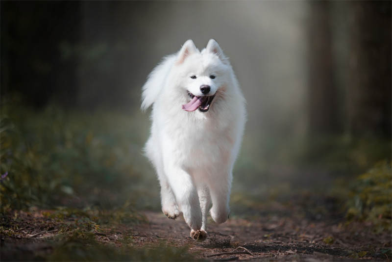 Top 10 Most beautiful dog breeds Depth World