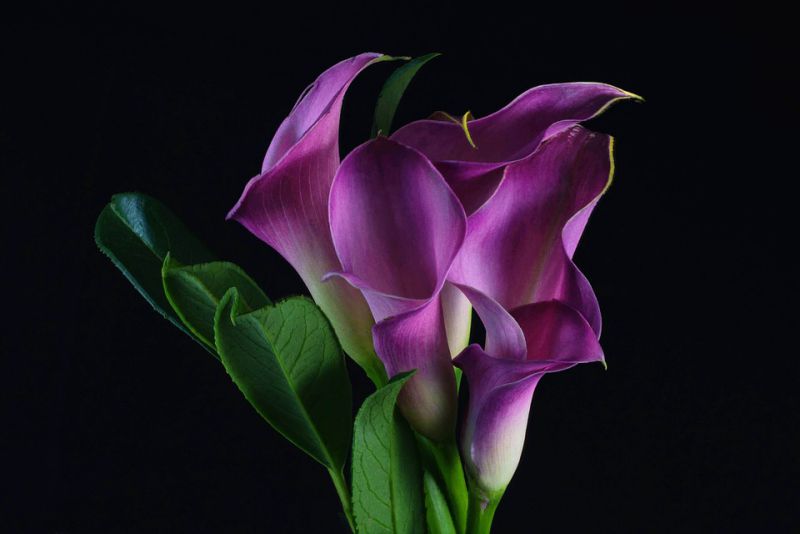 Top 10 Best Wedding Flowers In The World Depth World