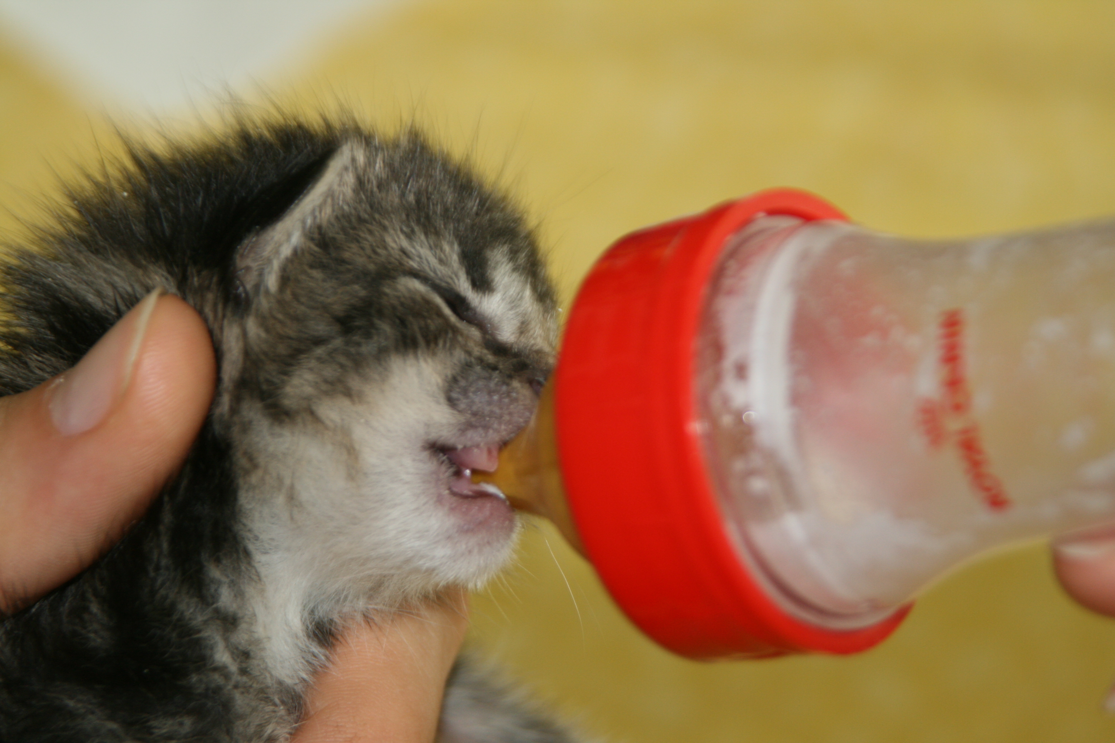 Katzen dertierblog